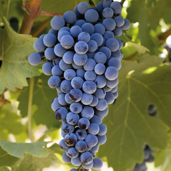 Buy Grape (Vitis) Plant Cabernet Sauvignon Online - Garden Plants & Bushes Buy Grape (Vitis) Plant Cabernet Sauvignon Online - Garden Plants & Bushes