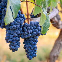 Grape (vitis) Plant Cabernet Franc