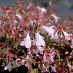 Abelia Plant Pinky Bells Noble