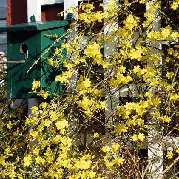 Buy Jasminum nudiflorum Online - Green plants & flowering plants