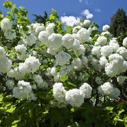 Viburnum Opulus