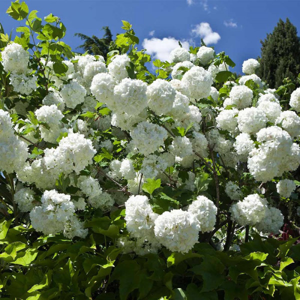 Buy Viburnum Opulus Online - Green plants & flowering plants