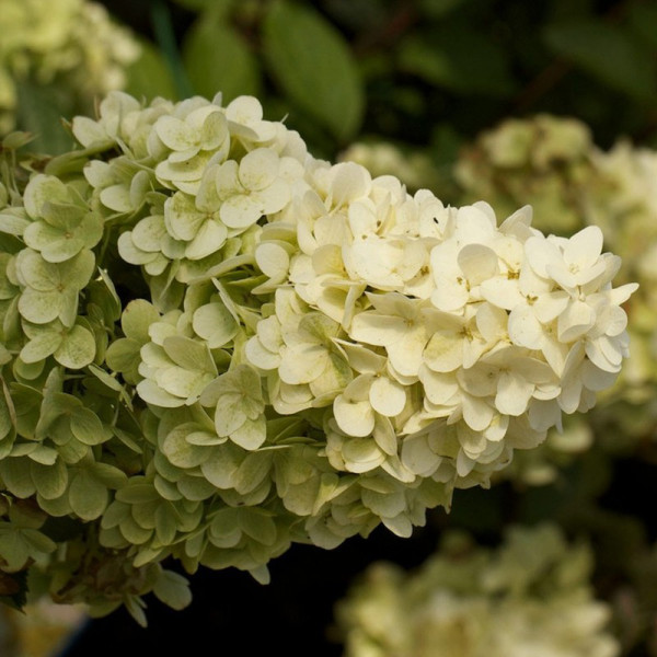 Buy Hydrangea paniculata Magical Moonlight Online - Green plants & flowering plants