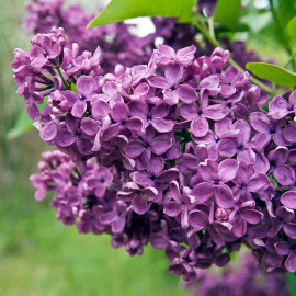 Lilac (syringa) Josikaea