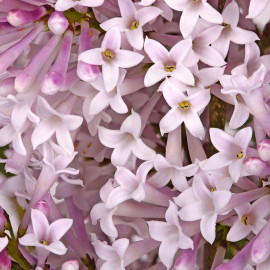 Lilac (syringa) Miss Kim