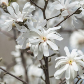 Magnolia Stellata Plant