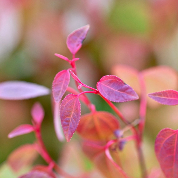 Buy Cercidiphyllum japonicum Plant Online - Green plants & flowering plants