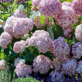 Hydrangea Arborescens Candybelle Bubblegum Plants