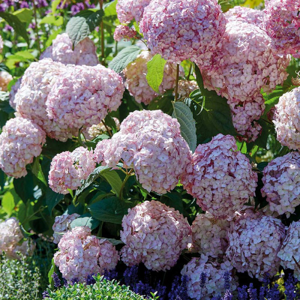Buy Hydrangea arborescens Candybelle Bubblegum Plants Online - Green plants & flowering plants