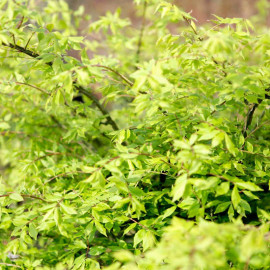 Euonymus Alatus Plants