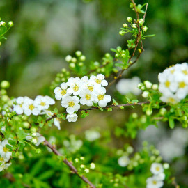 Spiraea Arguta Plants