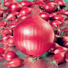 Onion Sets Red Ray