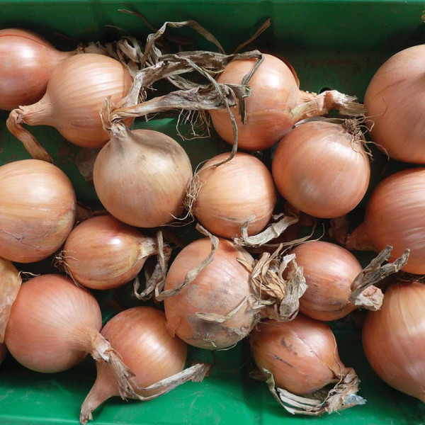 Buy Onion Sets Hysky Online - Green plants & flowering plants