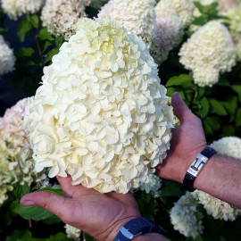 Hydrangea Pan. Plant Hercules