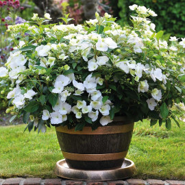 Hydrangea Plant Runaway Bride