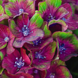 Hydrangea Glam Rock