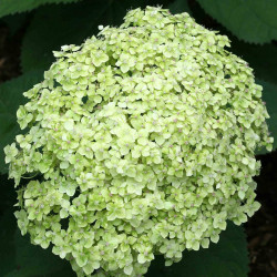 Hydrangea Arborescens Lime Rickey Proven Winners
