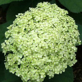 Hydrangea Arborescens Lime Rickey Proven Winners