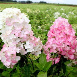 Hydrangea Paniculata Fraise Melba