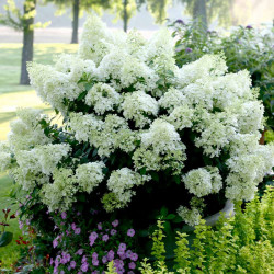 Hydrangea Paniculata Bobo