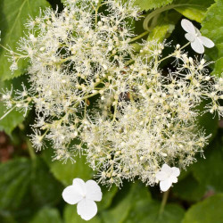Hydrangea Anomala Petiolaris
