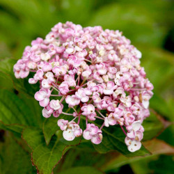 Hydrangea M. Plant Ayesha