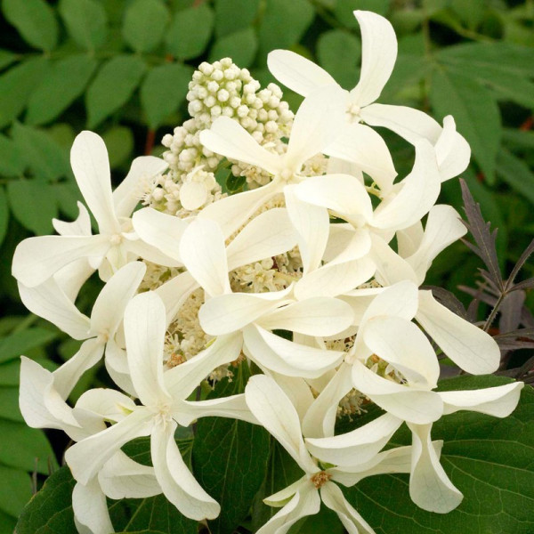 Buy Hydrangea paniculata Plant Great Star Online - Green plants & flowering plants