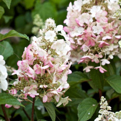 Hydrangea Paniculata Plant Pinky Winky