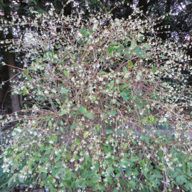 Lonicera Potted Plant Fragrantissima