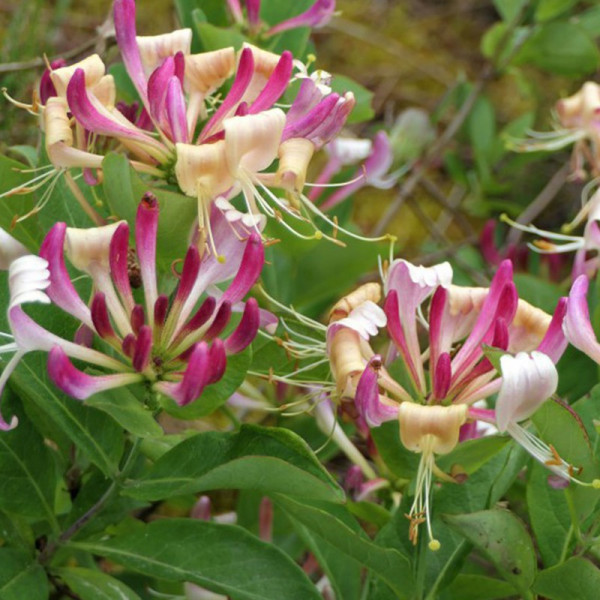 Buy Lonicera Periclymenum Fragrant Cloud Online - Green plants & flowering plants