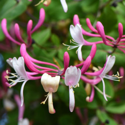 Lonicera Periclymenum. Belgica