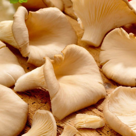 Mushroom Windowsill Kit Oyster