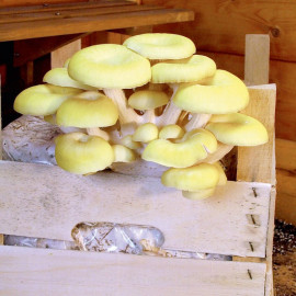 Mushroom Windowsill Kit Yellow Oyster