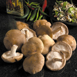 Mushroom Windowsill Kit Shiitake