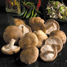 Mushroom Windowsill Kit Shiitake