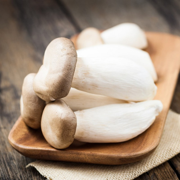 Buy Mushroom Windowsill Kit King Oyster Online - Green plants & flowering plants