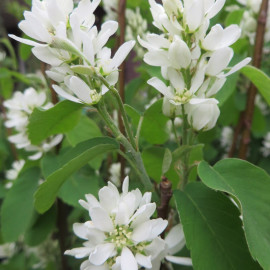 Amelanchier Honeywood