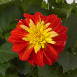 Dahlia Plant Gardenetta Fireball