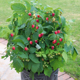 Raspberry Plant Summer Lovers Patio Red