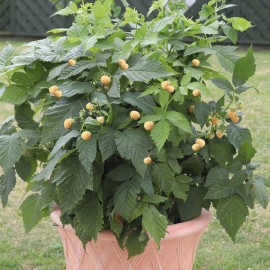 Raspberry Plant Summer Lovers Patio Gold