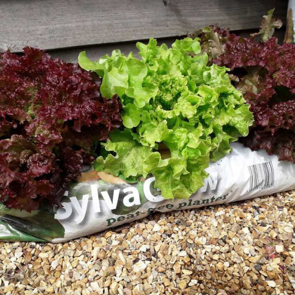 Buy RHS SylvaGrow peat free planter for organic growing Online - Green plants & flowering plants Buy RHS SylvaGrow peat free planter for organic growing Online - Green plants & flowering plants