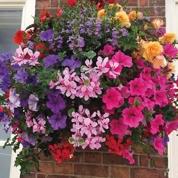 Buy Tutti Frutti Pre Planted Basket Online - Fruit Trees & Bushes Buy Tutti Frutti Pre Planted Basket Online - Fruit Trees & Bushes