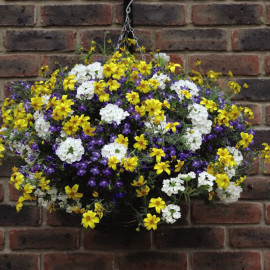 Sherbet Lemon Pre Planted Basket