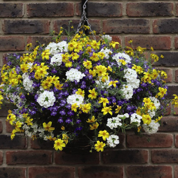 Buy Sherbet Lemon Pre planted Patio Pot Online - Fruit Trees & Bushes Buy Sherbet Lemon Pre planted Patio Pot Online - Fruit Trees & Bushes