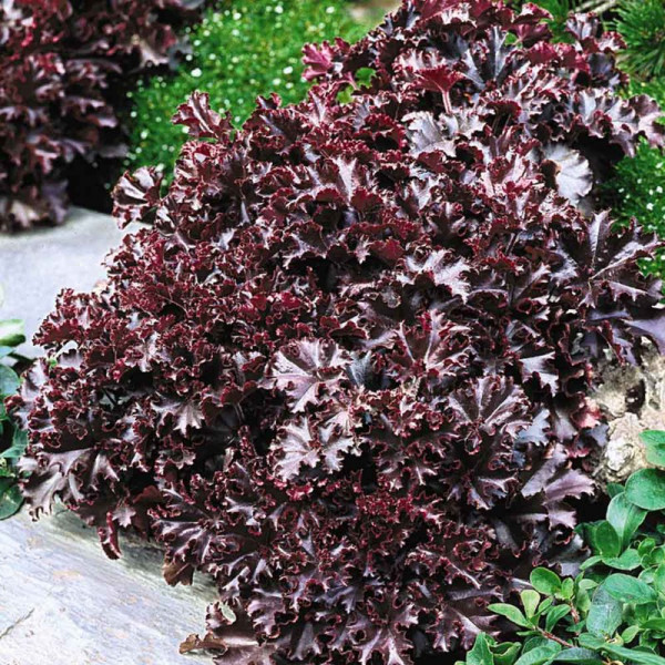 Buy Heuchera Plants Melting Fire Online - Garden Plants & Bushes