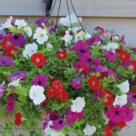 Petunia 'surfinia' Collection Pre Planted Basket