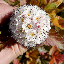 Physocarpus Op. Plant Amber Jubilee
