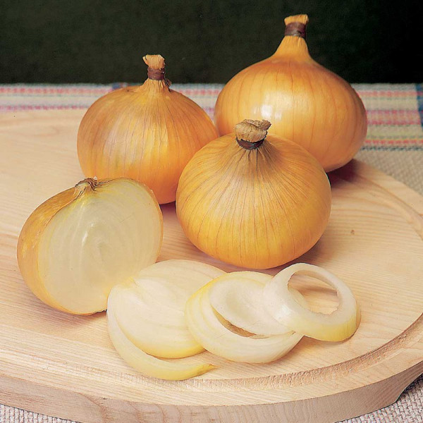 Buy Onion Sets F1 Centurion Online - Green plants & flowering plants Buy Onion Sets F1 Centurion Online - Green plants & flowering plants