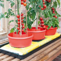 Plant Halos Red (pack of 3)