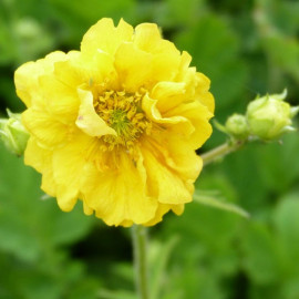 Geum Plants Sunrise